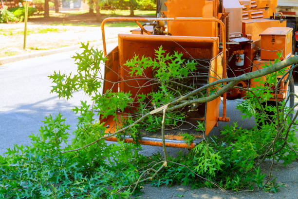 Reliable Rocky Point, NY Tree Care Services Solutions