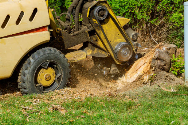 How Our Tree Care Process Works  in  Rocky Point, NY