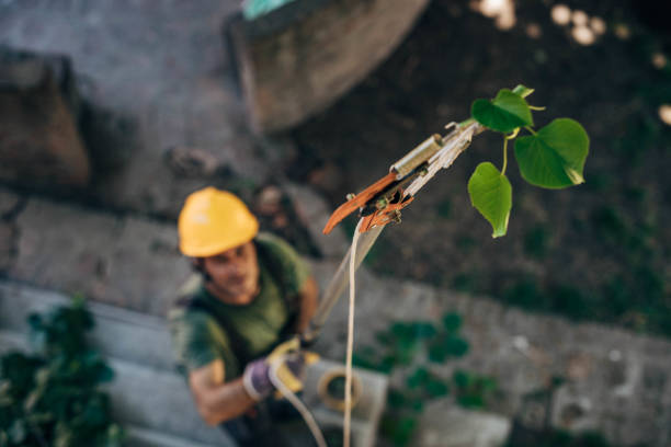 Best Hazardous Tree Removal  in Rocky Point, NY